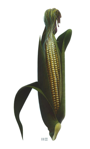 EAR OF CORN Illustration by Mark Smollin